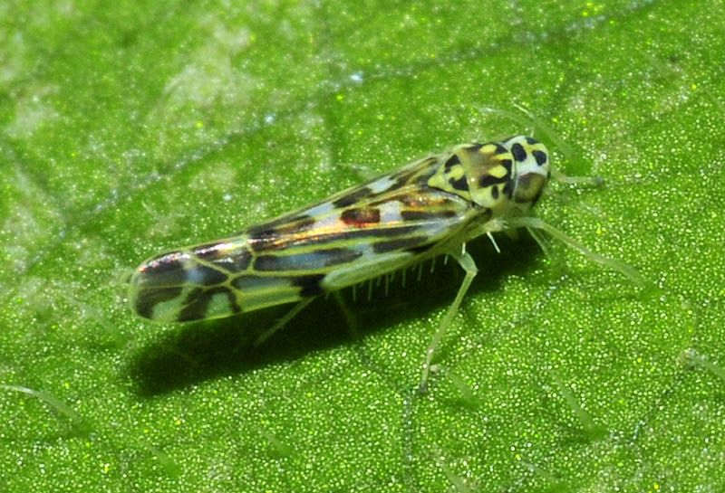 Eupteryx stachydearum ?